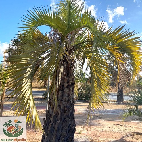 Palmera jalea 5 - –,