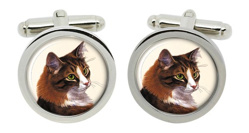 Siberiano gatto gemelli - siberiano, in