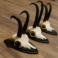 Corna Di Camoscio 3 X Camosci