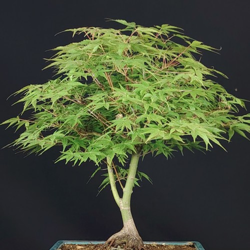 Bonsai acero giapponese acer - giapponese,