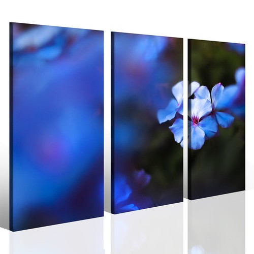Quadri stampe fiori janis - stampe,