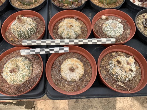 Wholesale pack astrophytum - wholesale,