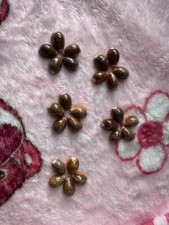 Set di 25 pezzi | Cypraea Helvola |20 - 25 mm | F+++GIOCO PERFETTO | Modello splendido super bello