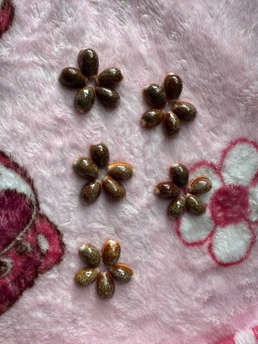 Set pezzi cypraea - di,
