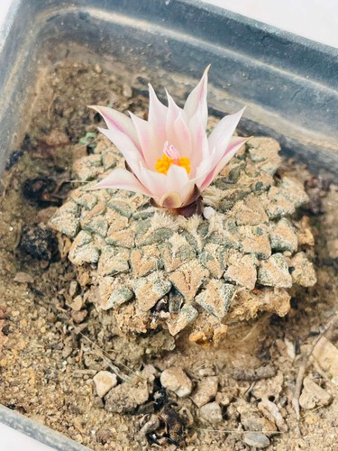 Cactus ariocarpus - cactus,