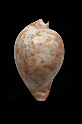 Shell conchiglia cypraea - shell,
