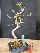 bonsai di gelso h 39 cm visita