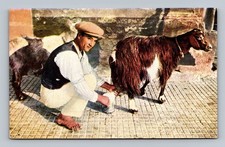 Italia- Malta Maltese Capra