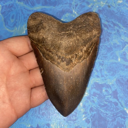 Megalodonte dente squalo - megalodonte,