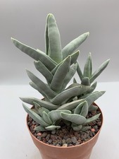 Crassula falcata pot - crassula,