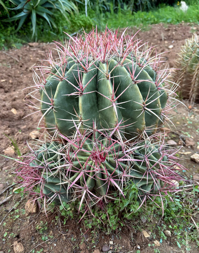 Ferocactus stainesii - ferocactus,