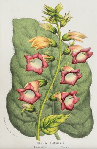 Tabacco ornamentale nicotiana - tabacco,