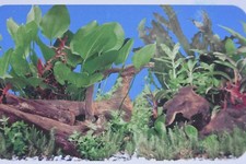 Acquario Terrario Piantato