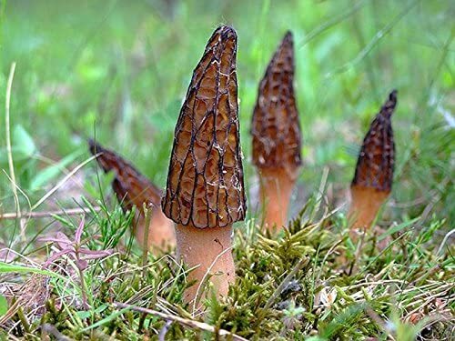 Sacchetto segatura spore