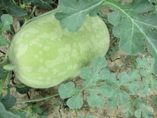 15 SEMI ZUCCA CEDRINA