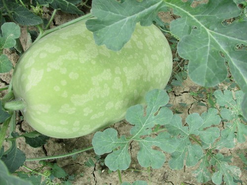 Semi zucca cedrina - zucca,