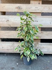 Ficus benjamina samantha - ficus,