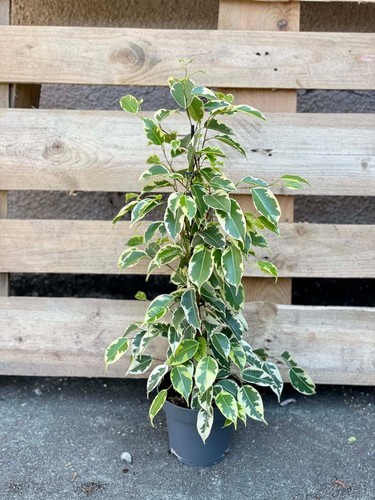 Ficus benjamina samantha - ficus, s.