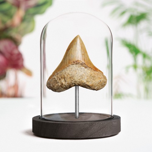 Inch megalodon shark tooth - 2-3,
