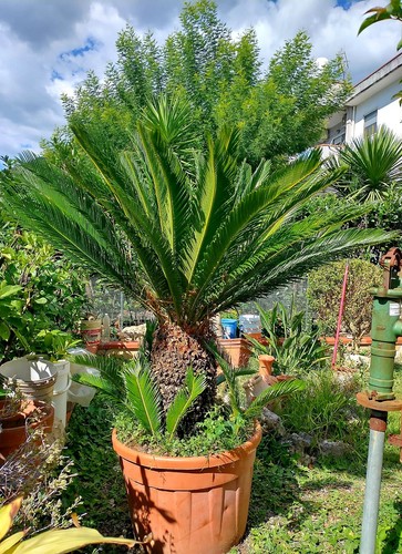 Cycas revoluta - cycas,