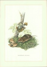 Stampa artistica - stampa