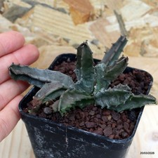 Huernia sp. Vaso 8 cm