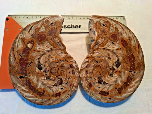 Splendida coppia ammoniti - coppia,