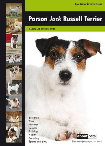 Parson jack russell terrier - parson,