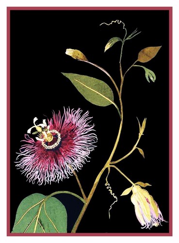 Passion flower ispirato - passion, a