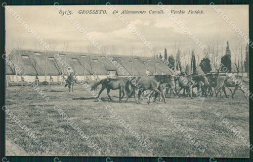 Grosseto città allevamento - grosseto,
