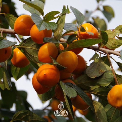 Himalayan persimmon pcs - himalayan,
