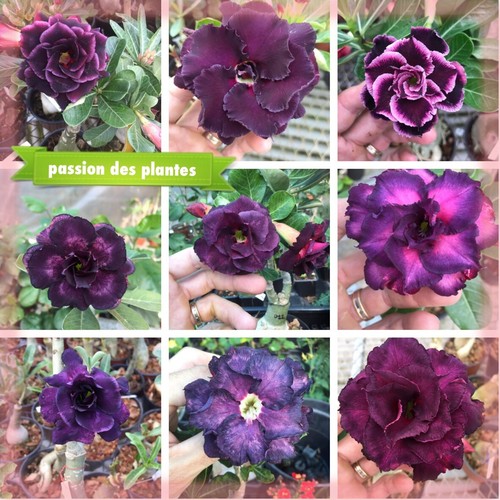 Adenium obesum mix purple - mix, 1