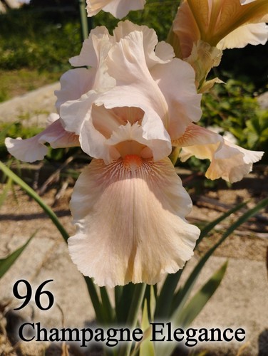 Rizoma iris germanica - 1,