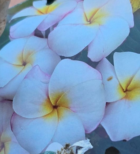 Frangipani plumeria mini - -,