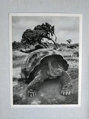 Sebastiao salgado genisis - sebastiao,