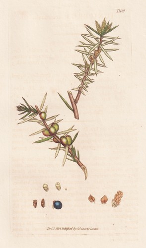 Juniperus communis wacholder - juniperus,