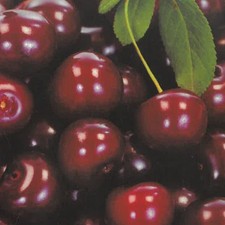 Pianta frutto ciliegia - da,