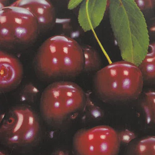 Pianta frutto ciliegia - da,