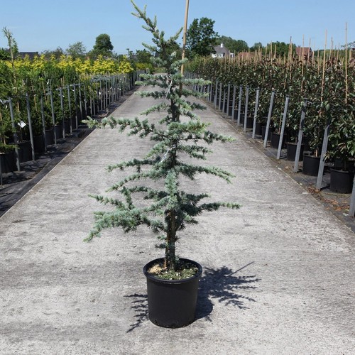 Cedro del libano cedrus - cedro, "cedrus