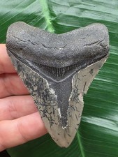 Dente Grigio del Megalodonte