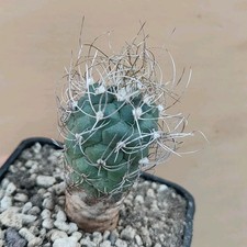 Turbinicarpus pseudo macro