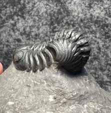 Austerops smoothops Trilobite