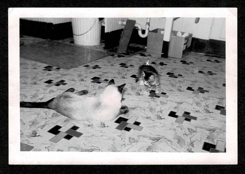 Gattino gatti - gatti, x