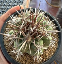 Rara Copiapoa altostata