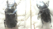 Lucanus cervus ssp - cervus, m