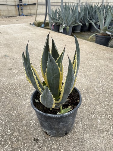 Agave americana marginata - agave,