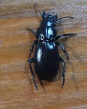 Coleoptera Carabidae Percus Dejeani  Italy Abruzzo.aq 