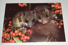 DJH Dormiente Ghiro Animale