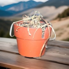 Vaso per piante con - , rara
