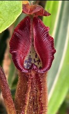 Nepenthes AFF. NEBULARUM #1